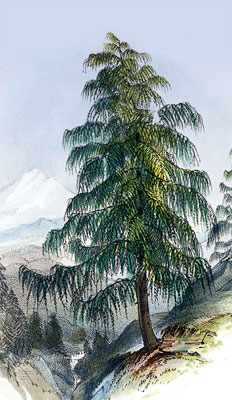 Лиственница